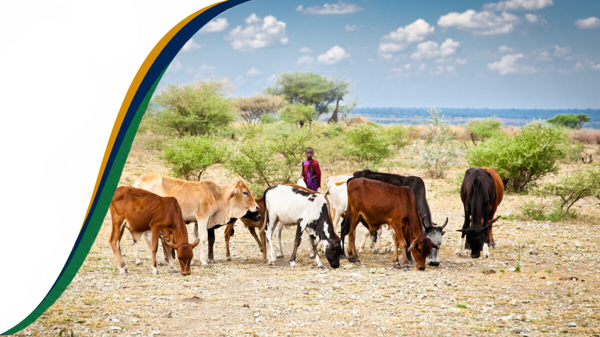 African wildlife in Namibia